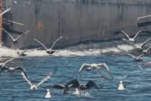 Res Nullius, the first documentary by La Minute Sauvage, heads to cinemas in Brussels