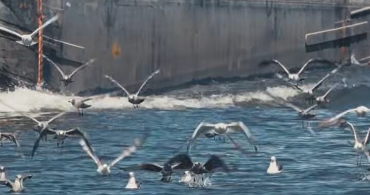 Res Nullius, the first documentary by La Minute Sauvage, heads to cinemas in Brussels